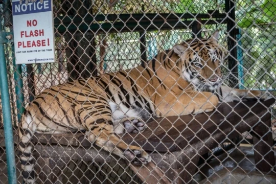 Thái Lan: 72 con hổ chết hàng loạt tại khu du lịch Chiang Mai do nhiễm virus