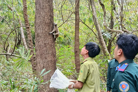 Lâm Đồng thả cá thể cu li quý hiếm về môi trường tự nhiên