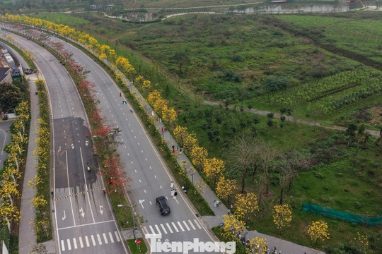 Hà Nội: Ngắm con đường hoa phong linh rực vàng phía Tây Thủ đô
