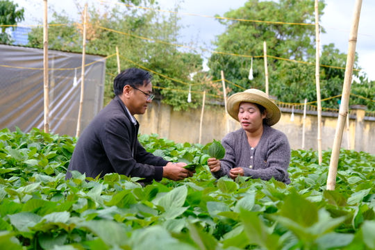 Ethnic Minority Farmers in Ta Nung Thrive Through Agricultural Innovation