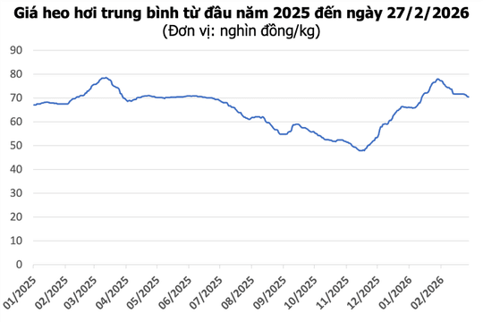 Giá heo hơi ngày 27/2: Miền Bắc và miền Trung giảm nhẹ, mức cao nhất 72.000 đồng/kg