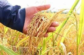 Giá lúa gạo hôm nay 2/3: Thị trường ổn định, gạo Đài Thơm 8 tăng nhẹ 50 đồng/kg