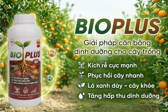 BioPlus B01 – Giải pháp cân bằng dinh dưỡng giúp cây ra hoa, đậu trái ổn định