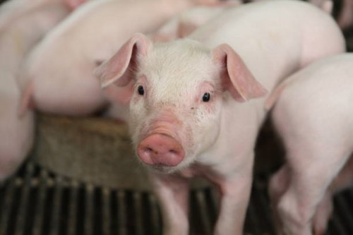 Giá heo hơi ngày 2/3: Giảm sâu xuống mốc 68.000 đồng/kg tại nhiều địa phương