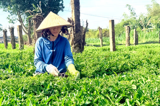 Những “bóng hồng” gieo lại mầm xanh
