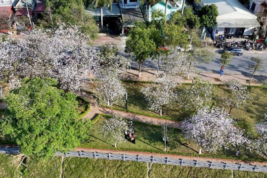 Lai Châu: Ngắm sắc trắng hoa ban nở rộ nhuộm sáng phố phường tháng Ba