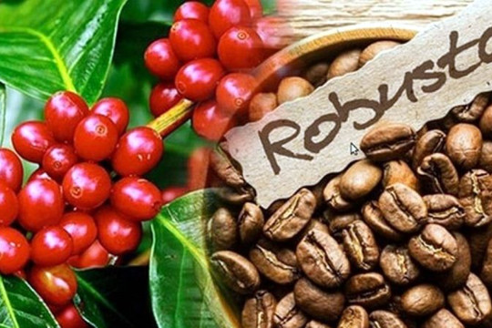 Giá cà phê hôm nay 8/3: Tăng thêm 800 đồng/kg, áp sát mốc 97.000 đồng