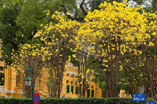 Hà Nội: 4 địa điểm check-in hoa phong linh vàng rực rỡ thu hút giới trẻ