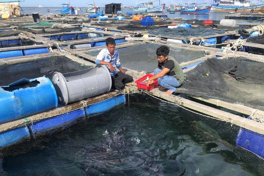 Lâm Đồng chuyển đổi nghề gắn với cơ cấu lại đội tàu
