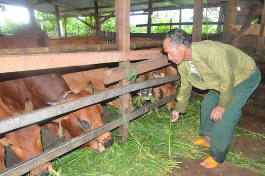Tạo đà cho chăn nuôi phát triển bền vững