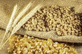FAO dự báo sản lượng ngũ cốc toàn cầu 2025/26 đạt kỷ lục 3.029 triệu tấn