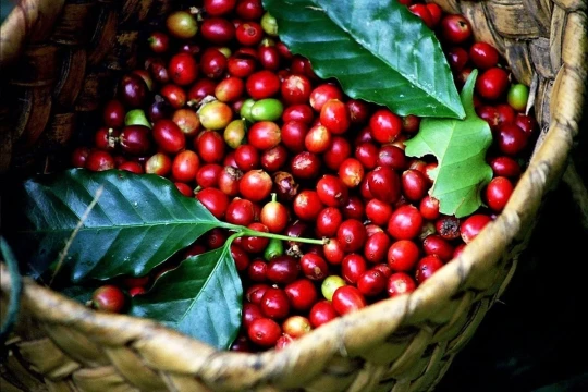 Giá cà phê hôm nay 12/3/2026 giảm mạnh, trung bình còn 92.700 đồng/kg