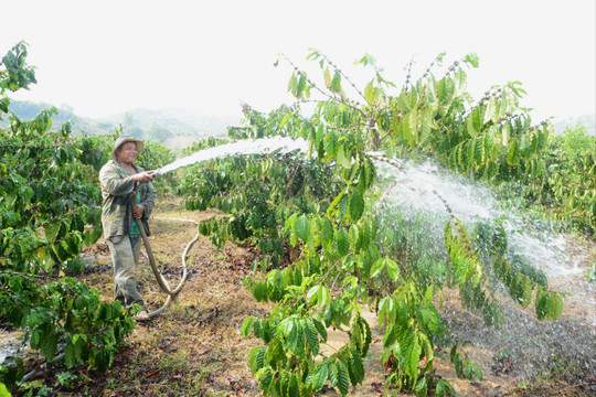 Nông dân Tây Lâm Đồng chủ động chống hạn cho cây trồng