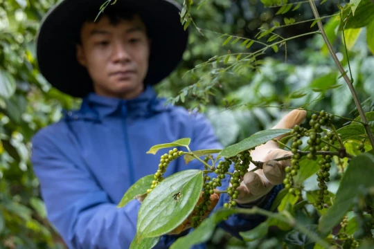 Giá tiêu hôm nay 13/3/2026 trong nước tiếp tục tăng