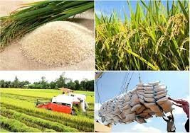 Giá lúa gạo ngày 12/3: Gạo xuất khẩu tăng nhẹ, thị trường nội địa ổn định