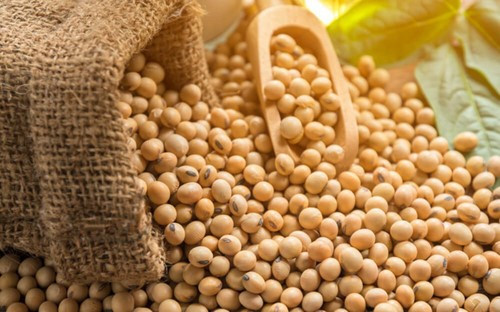 Trung Quốc giảm 7,8% lượng đậu tương nhập khẩu trong 2 tháng đầu năm 2026