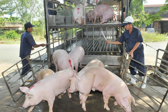 Giá heo hơi hôm nay 14/3/2026: Miền Bắc ổn định, miền Nam giảm tại nhiều nơi