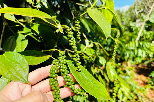 Giá tiêu hôm nay 14/3/2026: Tăng tại nhiều vùng, Lâm Đồng cao nhất 146.500 đồng/kg