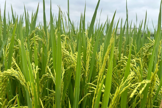Expecting a bumper rice harvest