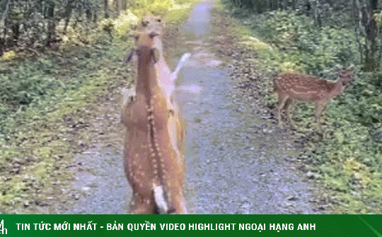 Vườn quốc gia Cúc Phương: Ấn tượng khoảnh khắc hai chú hươu so găng kịch tính