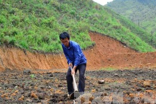 Đất nông nghiệp vượt hạn mức có phải chuyển sang thuê đất?
