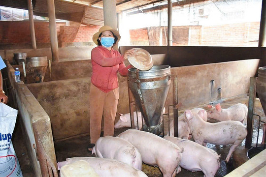Người chăn nuôi chủ động tái đàn sau tết