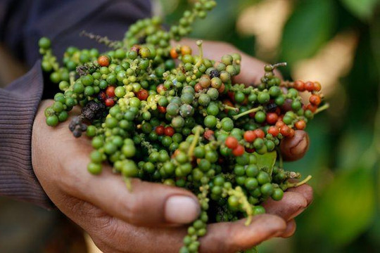 Giá tiêu hôm nay 16/3: Giảm về mốc 142.500 đồng/kg khi vào cao điểm thu hoạch