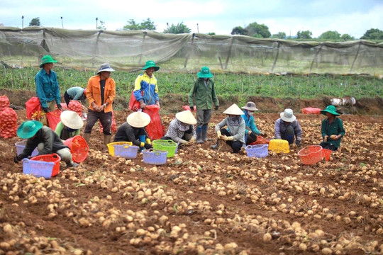 Phát triển vùng trồng xuất khẩu sang Philippines