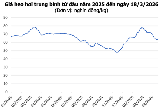 Giá heo hơi hôm nay 18/3: Tăng đồng loạt cả ba miền, mức cao nhất đạt 67.000 đồng/kg