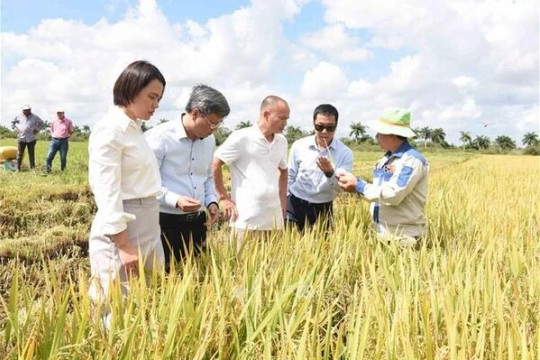 Cuba đánh giá cao hợp tác lúa gạo với Việt Nam
