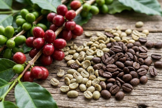 Giá cà phê hôm nay 19/3/2026: Robusta tăng phiên thứ 3 liên tiếp