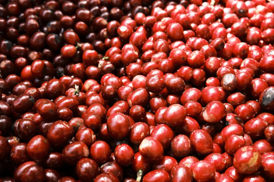 Cập nhật giá cà phê hôm nay 20/3/2026: Robusta tăng phiên thứ 4, vượt mốc 92.500 đồng/kg