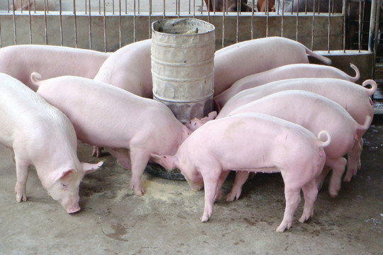Cập nhật giá heo hơi ngày 20/3/2026: Đà tăng mạnh chạm ngưỡng 68.000 đồng/kg