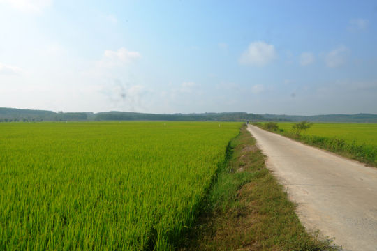 Lúa đông xuân phía Tây Lâm Đồng sinh trưởng thuận lợi, hứa hẹn bội thu