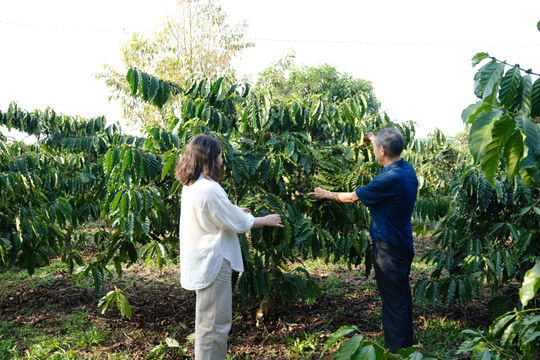 Mưa trái mùa “giải khát” cho cà phê Di Linh