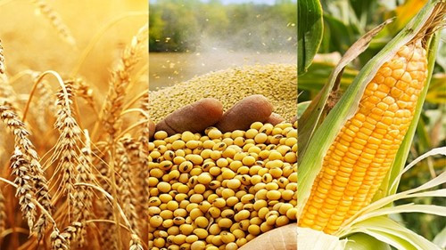 Giá đậu tương Chicago tăng lên 11,63 USD/bushel nhờ trợ lực từ giá dầu