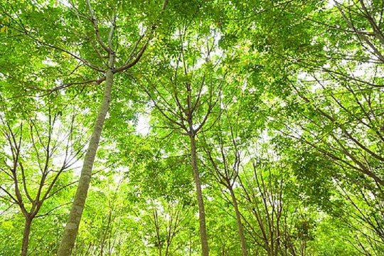 Giá cao su hôm nay 22/3: Sàn Thượng Hải và Singapore phục hồi, giá nội địa ổn định