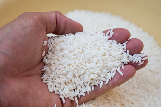 Giá lúa gạo hôm nay 20/3: Lúa tươi đi ngang, gạo OM 5451 giảm còn 8.250 đồng/kg