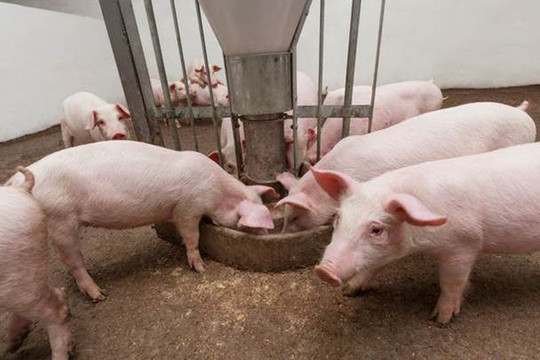 Giá heo hơi hôm nay 22/3: Miền Nam đạt 69.000 đồng/kg, thị trường tăng nhẹ toàn quốc