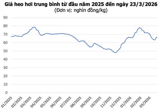 Giá heo hơi hôm nay 23/3: Miền Bắc đảo chiều giảm, miền Nam cao nhất 69.000 đồng/kg