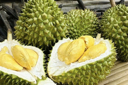 Giá sầu riêng hôm nay 23/3: Ri6 tăng lên 95.000 đồng/kg, sầu Thái VIP chạm mốc 165.000 đồng