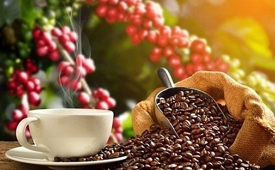 Giá cà phê hôm nay 23/3: Tăng mạnh gần 4%, đạt mốc 94.000 đồng/kg tại Tây Nguyên