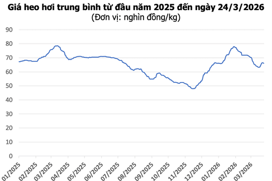 Giá heo hơi hôm nay 24/3: Miền Nam lên 69.000 đồng/kg, miền Bắc và miền Trung giảm nhẹ
