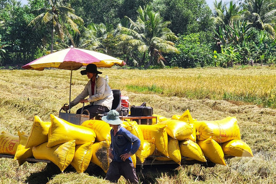 Giá phân bón hôm nay 26/3/2026: Duy trì ổn định nhờ chủ động nguồn cung và dự trữ