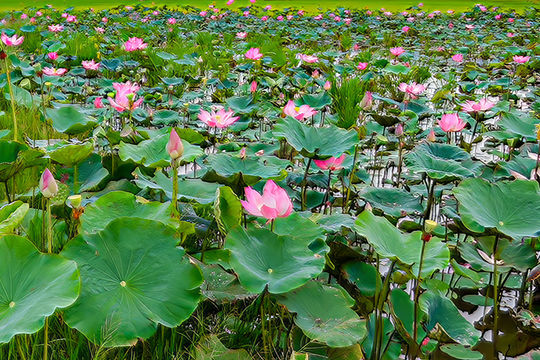 Nơi cánh đồng nở hoa!
