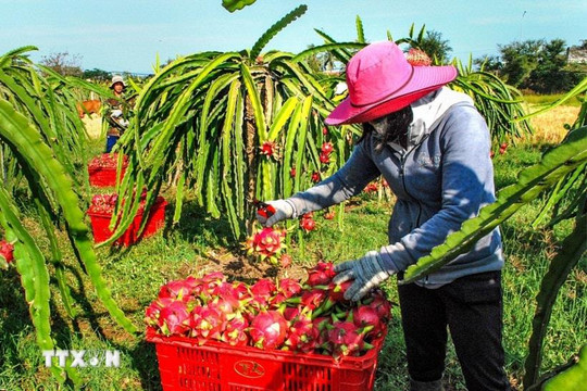 Bộ NN-MT thông tin về tần suất kiểm tra của EU với thanh long từ Việt Nam