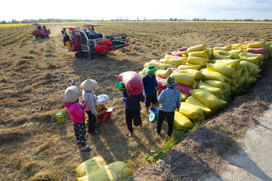 Giá phân bón hôm nay 30/3/2026: Tiếp tục neo cao và chịu áp lực tăng từ cung – cầu toàn cầu