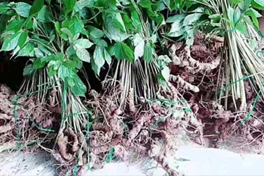 Bảo tồn chuyển vị nguồn gen quý sâm Lang Biang