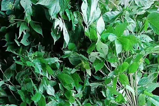 Ex Situ Conservation of Lang Biang Ginseng Genetic Resources