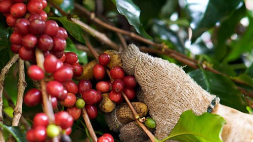 Việt Nam xây dựng tiêu chuẩn Robusta riêng nhằm nâng tầm giá trị xuất khẩu 8,92 tỷ USD